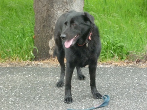 Black labrador cross-bred with German Shepherd, black dog, dog in Portugal