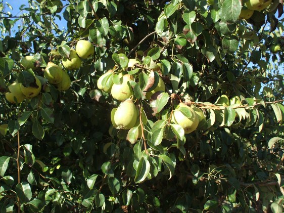 pears, pear tree, 
