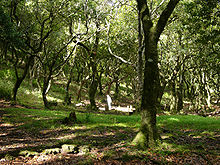 Laurel forest in Madeira